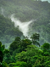 5 types of forests found in India