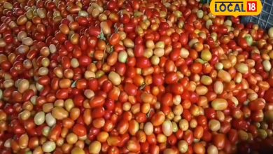 Moradabad News: Tomatoes thrown here on garbage stack, ‘scandal’ for three years, such blessings are sought