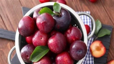هذا-ما-يحدث-لللكبد-والكلى-تد-تناول-كوب-من-عصير-البرقوقوقوقوقول