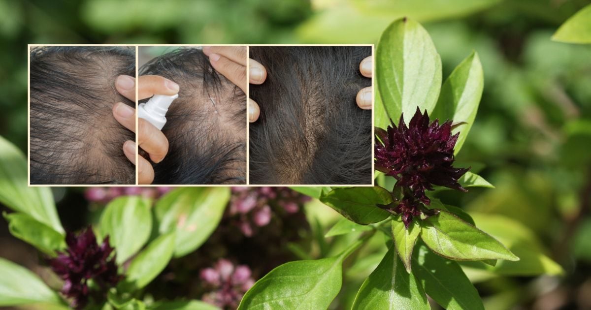Hair will start to grow on bare head! This plant has many wonderful properties, hair growth, why is natural tonic?