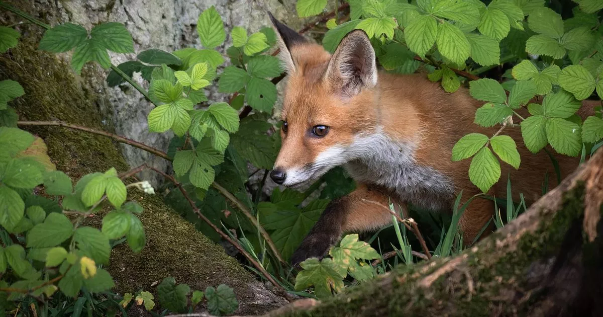 low-label-kitchen-staple-can-discontinuance-foxes-invading-your-backyard-with-harming