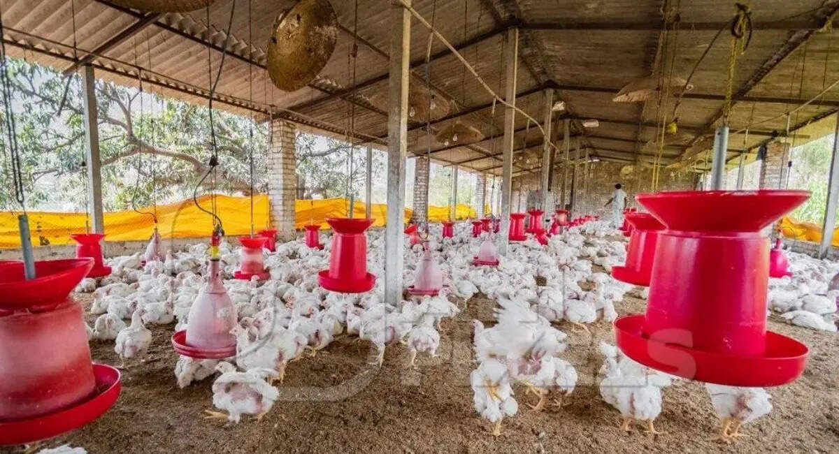 Chicken stores will open in the municipal area from Wednesday, ban will continue in infected areas