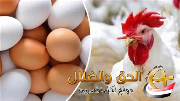 الكيلو بكام انهارده .. استقرار غير مسبوق بأسعار الدواجن اليوم ومفاجأة بسعر كرتونة البيض نزلت للنص الجمعة 20/2025 – 12:57 ص – ryan