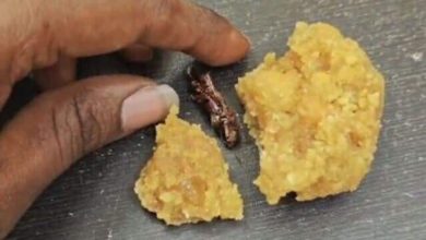 Andhra Pradesh: Devotee says he found Cockroach in Srisailam Devasthanam temple; Netizens says ‘unacceptable’ | Watch | Today news