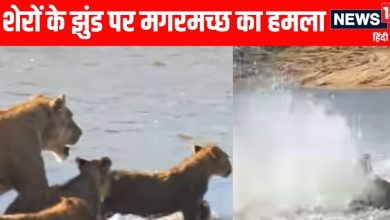 The crocodile suddenly attacked the herd of lions along the river, tried the lionesses, but could not save a cub!