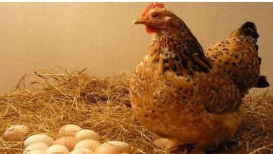 Unfortunately, but the truth is: Hen did wonders, 36 eggs in 24 hours