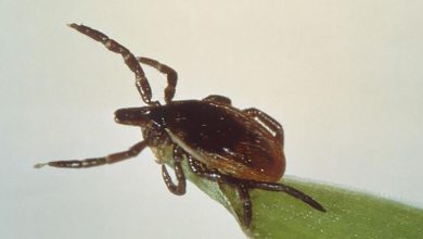 A new blood test with artificial intelligence diagnoses “Lyme” disease with accuracy and speed
