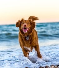 How many dogs are the total worldwide?