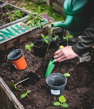 Start gardening with 10 tips