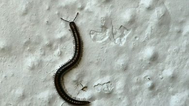 These insects eat meat by penetrating the body