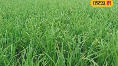 After 45 days in the paddy fields, if this error is made by accident … the crop will be wasted!