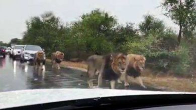 The whole herd of lions came out! Traffic has stopped on the road, Breath will stop watching viral videos on the Internet