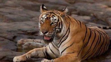 Historical Monument built in memory of ‘Fish’ Tigress of Ranthambore in Sawai Madhopur, Bos Minister who was inaugurated at Jogi Mahal Gate