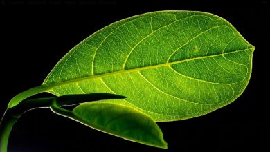 You may also know about this unique plant that is forced to commit suicide if you are touched