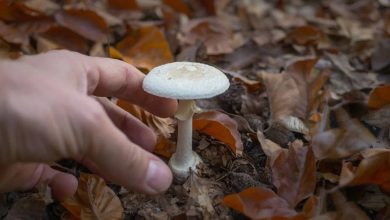Photos: The world’s most dangerous mushrooms, once you eat, open the way to death ‘