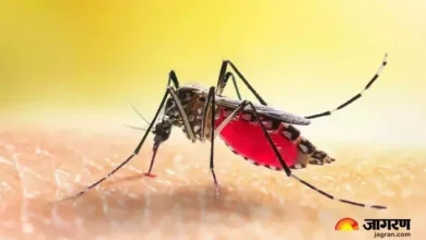 Jamshedpur News: Two women died of dengue, number of patients in the district; This is how to protect – two women died of dengue in jamshedpur