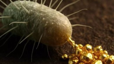 Omg! ‘Goldening Genes’ hidden in the womb of the Earth, and scientists get a bacterium that turns the ground into 24k gold