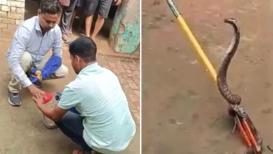 Nagin came to avenge the murder of night … There was a stir in town, people who panicked gave the guard – night Panchami Scare Snake enter home in Ettah Village