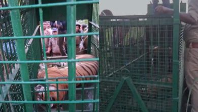 The Tigress of Pilibhit Tiger Reserve was arrested by the forest division by transcending Dandia Village, great relief was found after the death of three people
