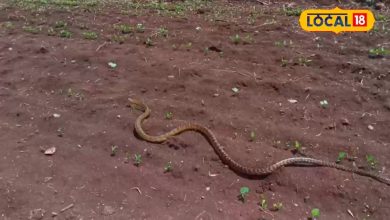 Snake facts: These snakes seen in the fields will not understand or scare the money