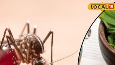 Farewell to mosquitoes! Follow these 5 magic drugs of taking at home during the rainy season