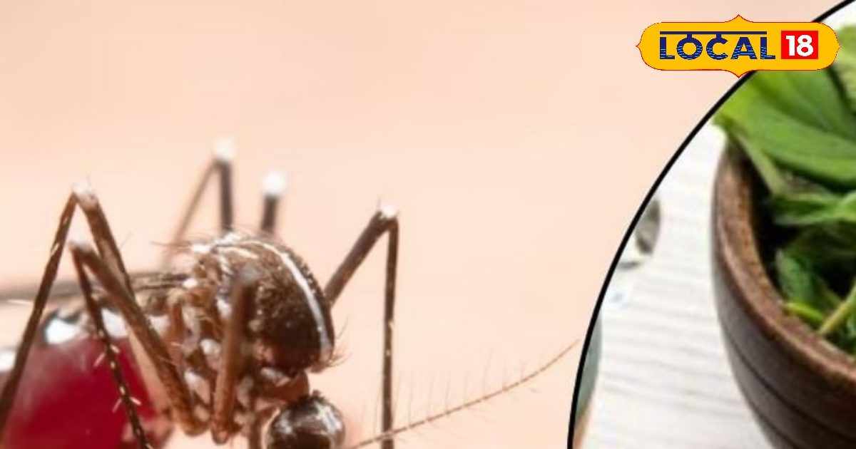 Farewell to mosquitoes! Follow these 5 magic drugs of taking at home during the rainy season