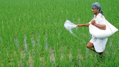 Farm exporters scramble to new markets as US high duties charge on Indian goods
