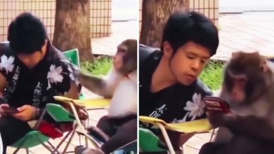Viral Video: ‘Awesome Love’ shows in monkey and man, people said: How many are both of them