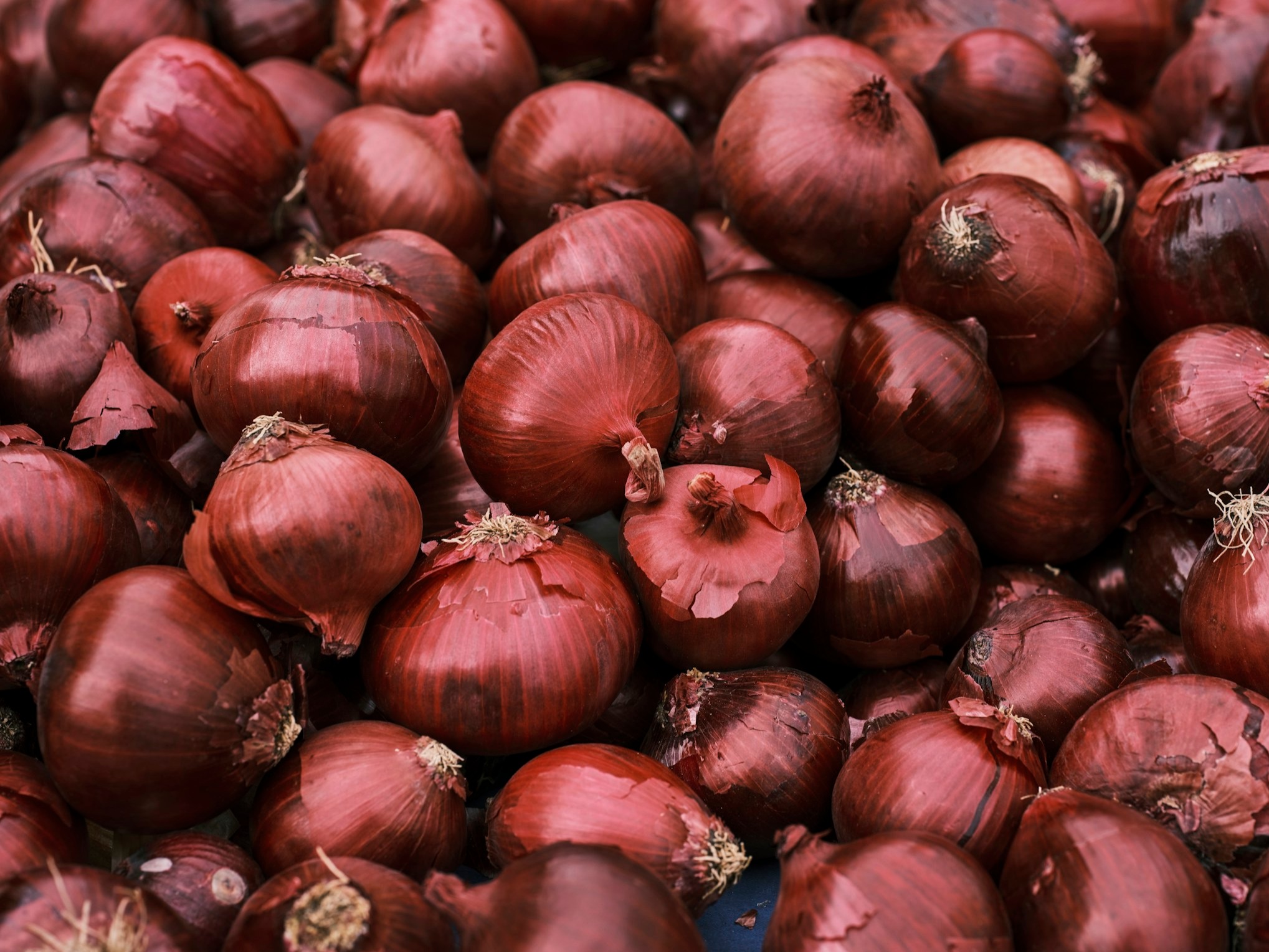 Onions in the diet include these benefits will be
