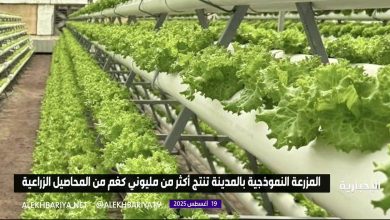 المزرعة النموذجية بالمدينة تنتج أكثر من مليوني كغم من المحاصيل الزراعية #الإخبارية