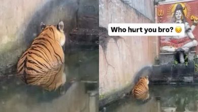 “Brother who broke heart ….” Lion is seen sitting sad before Lord Shiva, people enjoy watching viral video
