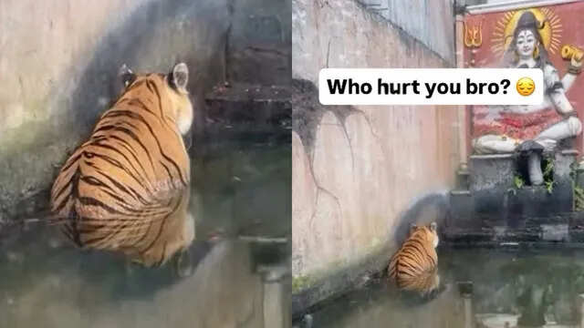 “Brother who broke heart ….” Lion is seen sitting sad before Lord Shiva, people enjoy watching viral video