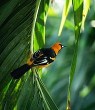 These ten ways are important to the safety of birds