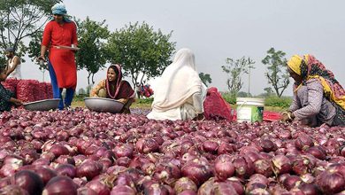100 farmers from Rajasthan visit four countries for experience of agricultural technology