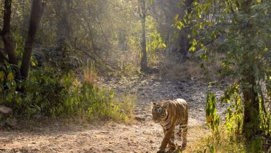 During the Tiger Safari in Ranthambore, 20 people trapped in the forest left for an error in the vehicle.