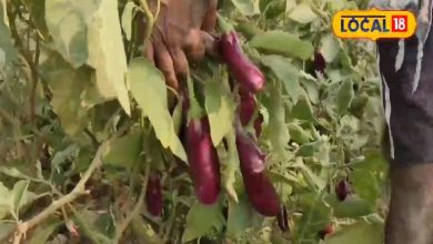 The salary of the rise of Chapra was Rs 35,000, now happy in this Brinjal cultivation