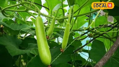 Fruits don’t come on Calebas? Prepare this fog at home