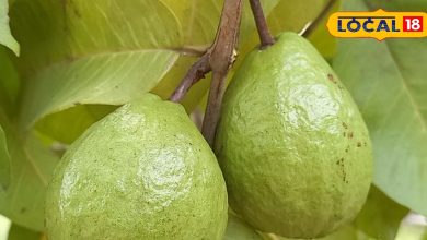 Tips for Farming: Farmer used long guava in an organic way, wonderful to eat and eat