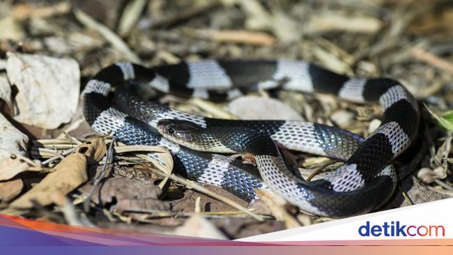 The poisonous snake lies in the Sumiyati Patuk cabinet