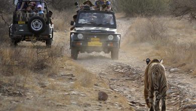 Incident of catching 20 tourists per guide in Ranthambore Tiger Safari, command for inquiry