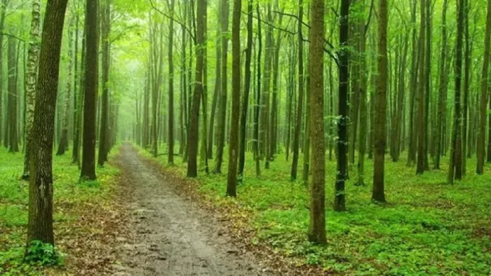 Naib government’s most important decision, trees and trees will not be considered on less than 5 hectares of land in Haryana -Haryana governments large decision -making trees and bushes based on less than 5 hectares in Haryana