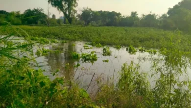 KANPUR NEWS: Flooding Water reaches Durgapurwa of Katri, the field underwater, a thousand Bigha -s bad -Kanpur Flood Ganga -River swelling overfalls in the Katri area