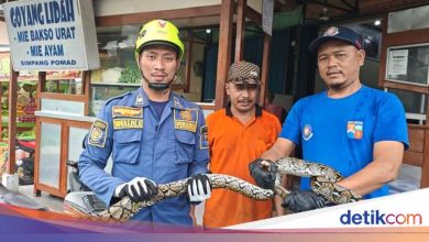2 meters pythons appear in the bathroom, Bogor residents call Damkar